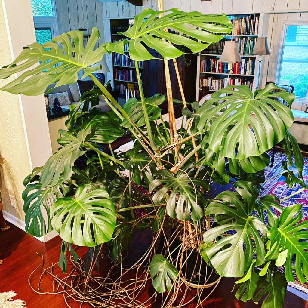 monstera-deliciosa