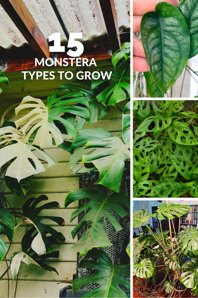 15 Amazing Monstera Varieties to Add to Your Collection