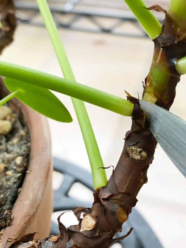 pilea-single-leaf-propagation