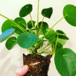 Encouraging Pilea Pups to Grow: 10 Tips to Succeed pilea-4
