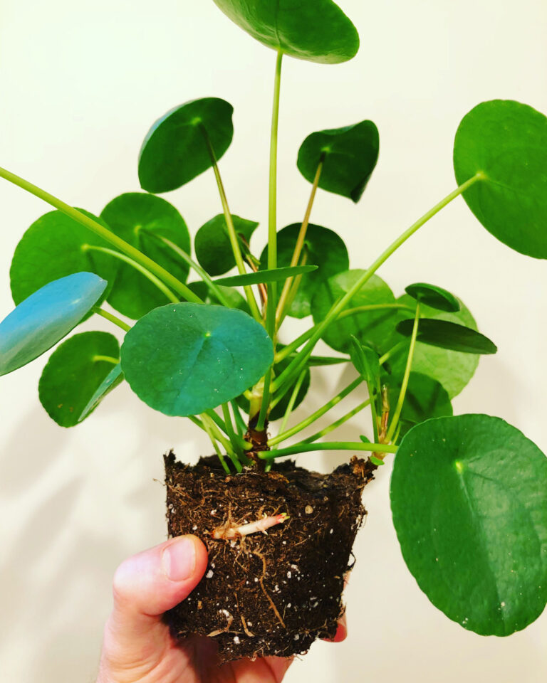 Encouraging Pilea Pups to Grow:  10 Tips to Succeed