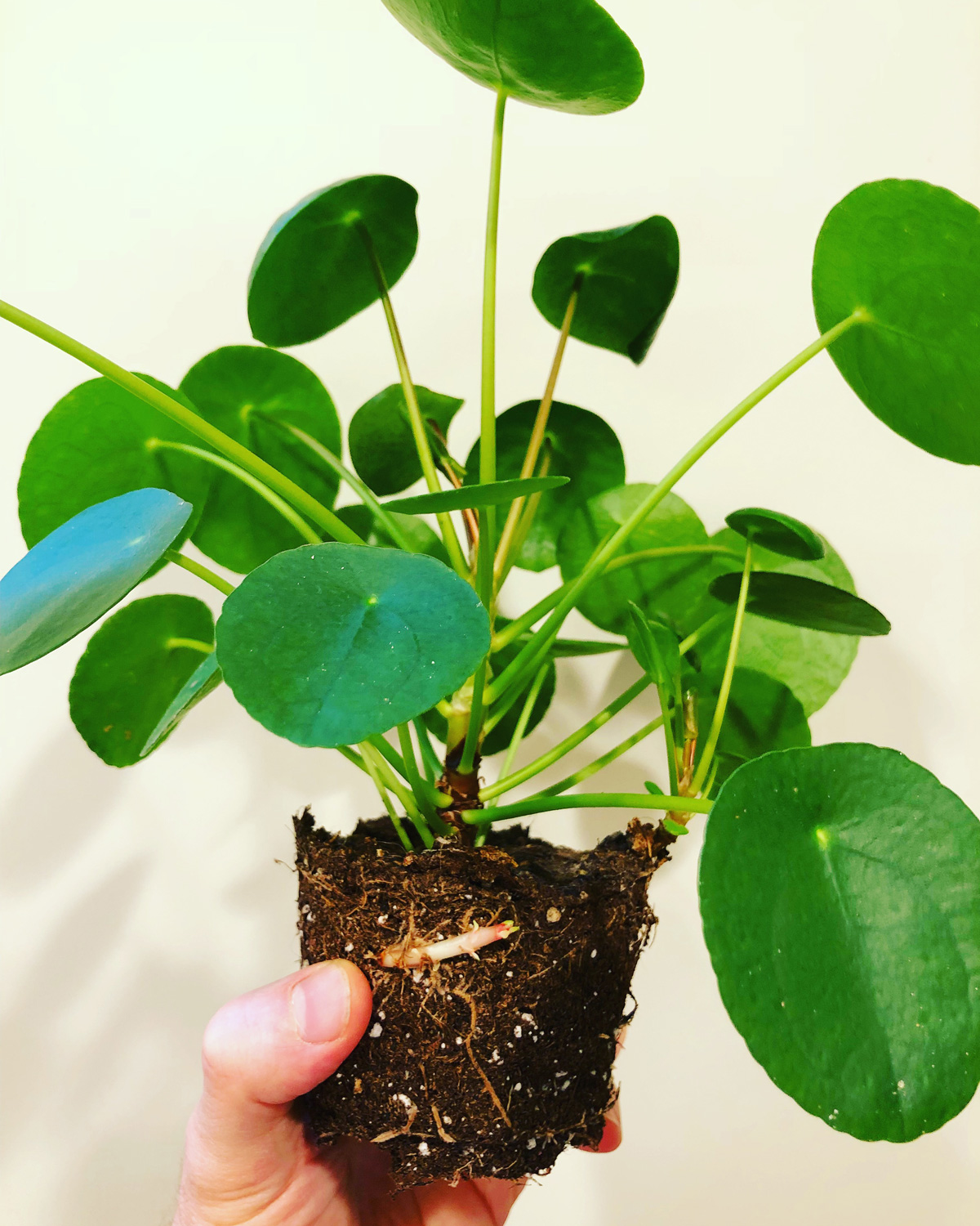 pilea-4