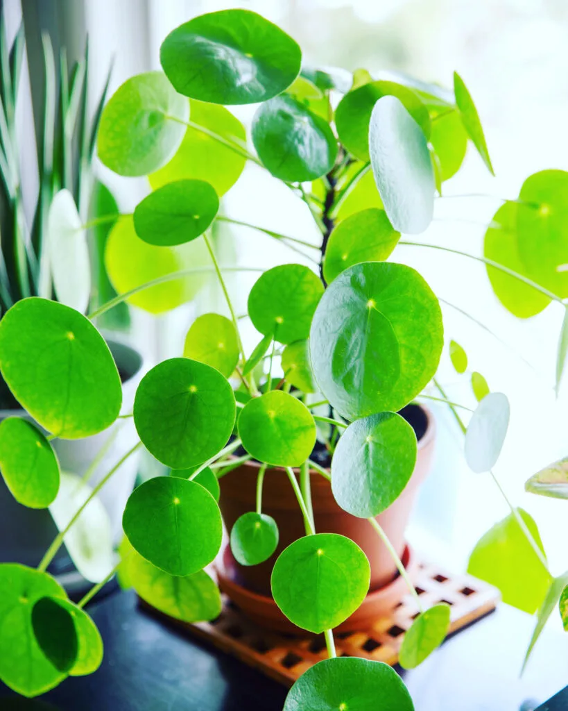 pilea-peperomioides-sun