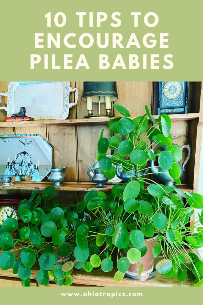 encouraging-pilea-babies