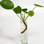 Pilea Peperomioides Propagation: 3 EASY, Fun Options to Try! pilea-peperomioides-stem-propagation