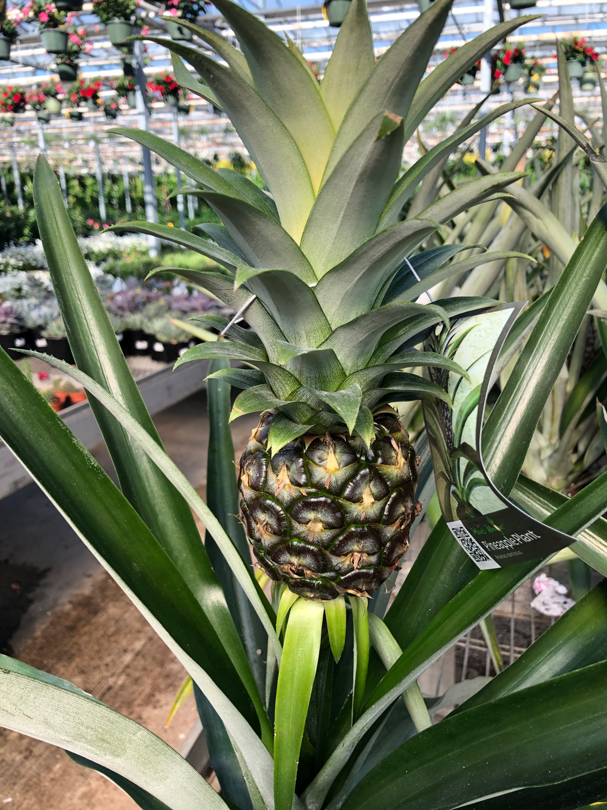 Pineapple Propagation: 9 Easy Steps to Root a Fruit Top