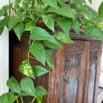 Pothos Varieties: 17 Beautiful Types to Get Your Hands On golden-pothos