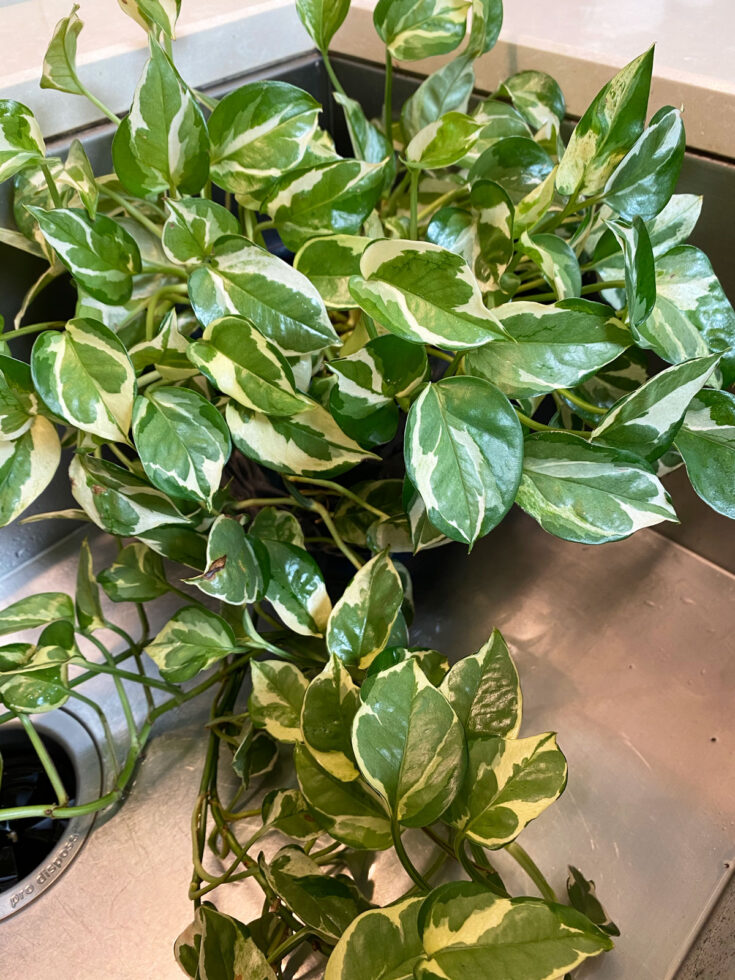 Pothos Varieties 17 Beautiful Types to Get Your Hands On