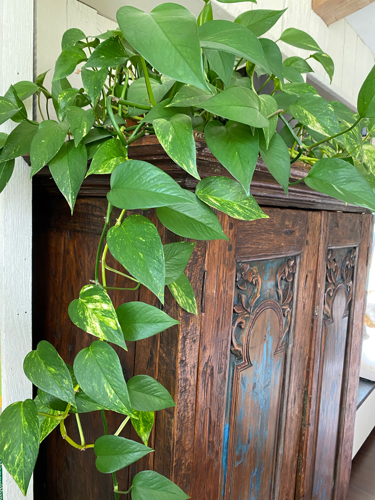 Pothos Varieties: 15 Beautiful Types to Get Your Hands On