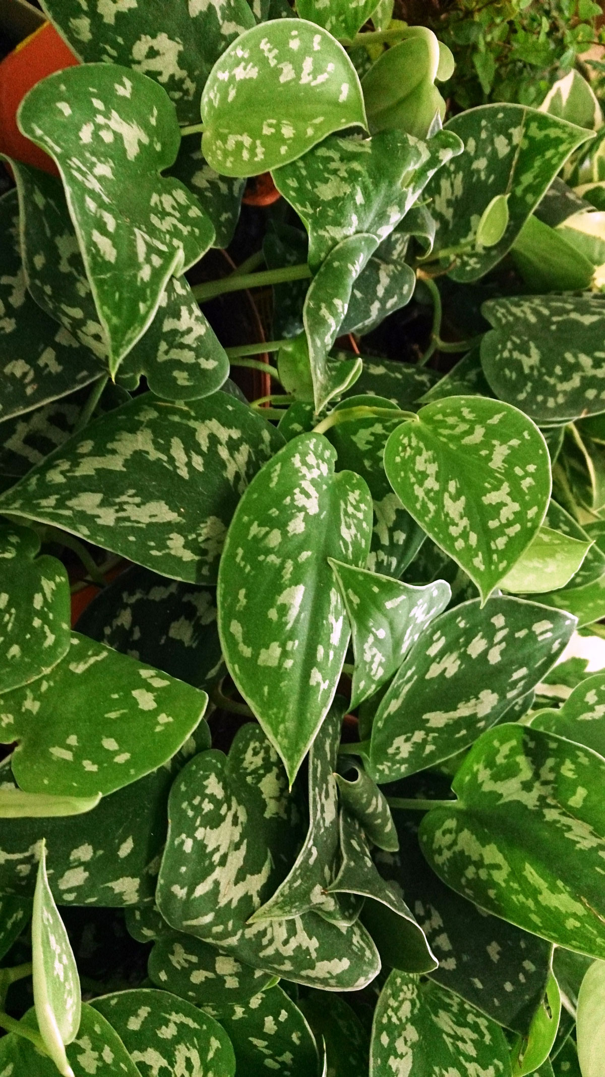 silver-pothos