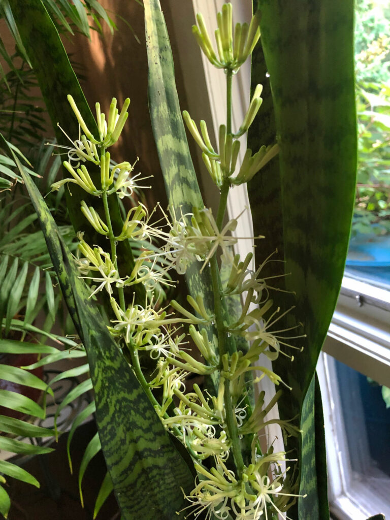 snake-plant-blooming