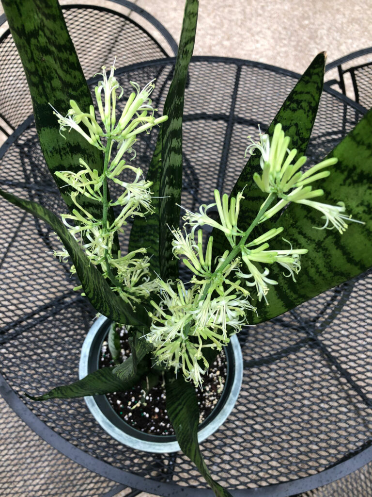 sansevieria-flowers