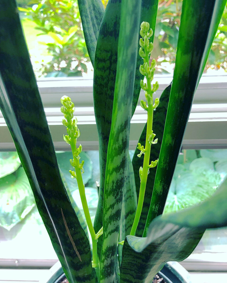 Sansevieria Flowers 1 Secret to Get Snake Plants to Bloom