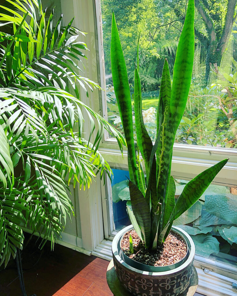 getting-snake-plant-to-bloom