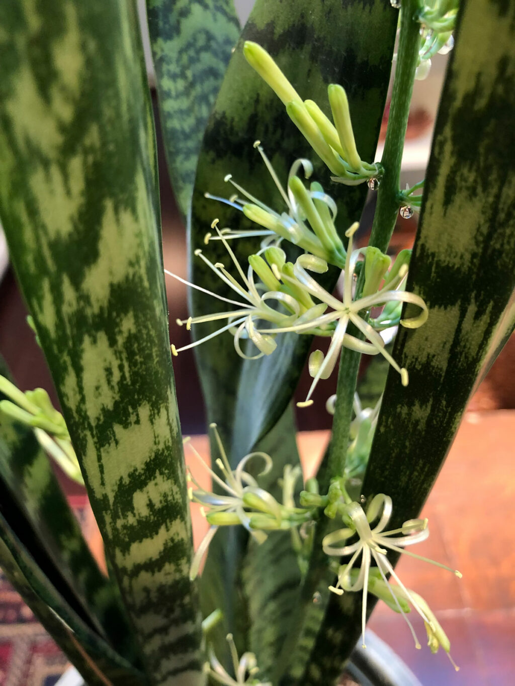 Sansevieria Flowers 1 Secret to Get Snake Plants to Bloom