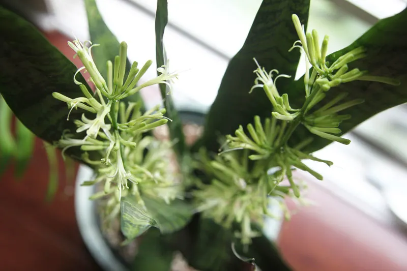 snake-plant-blooms-nectar