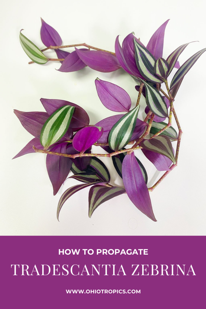 Tradescantia Zebrina Propagation: 3 Simple Steps to Succeed