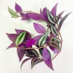 Tradescantia Zebrina Propagation: 3 Simple Steps to Succeed tradescantia-zebrina-propagation