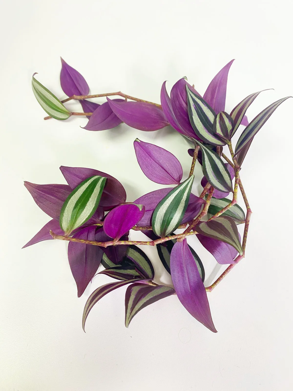 tradescantia-zebrina-propagation