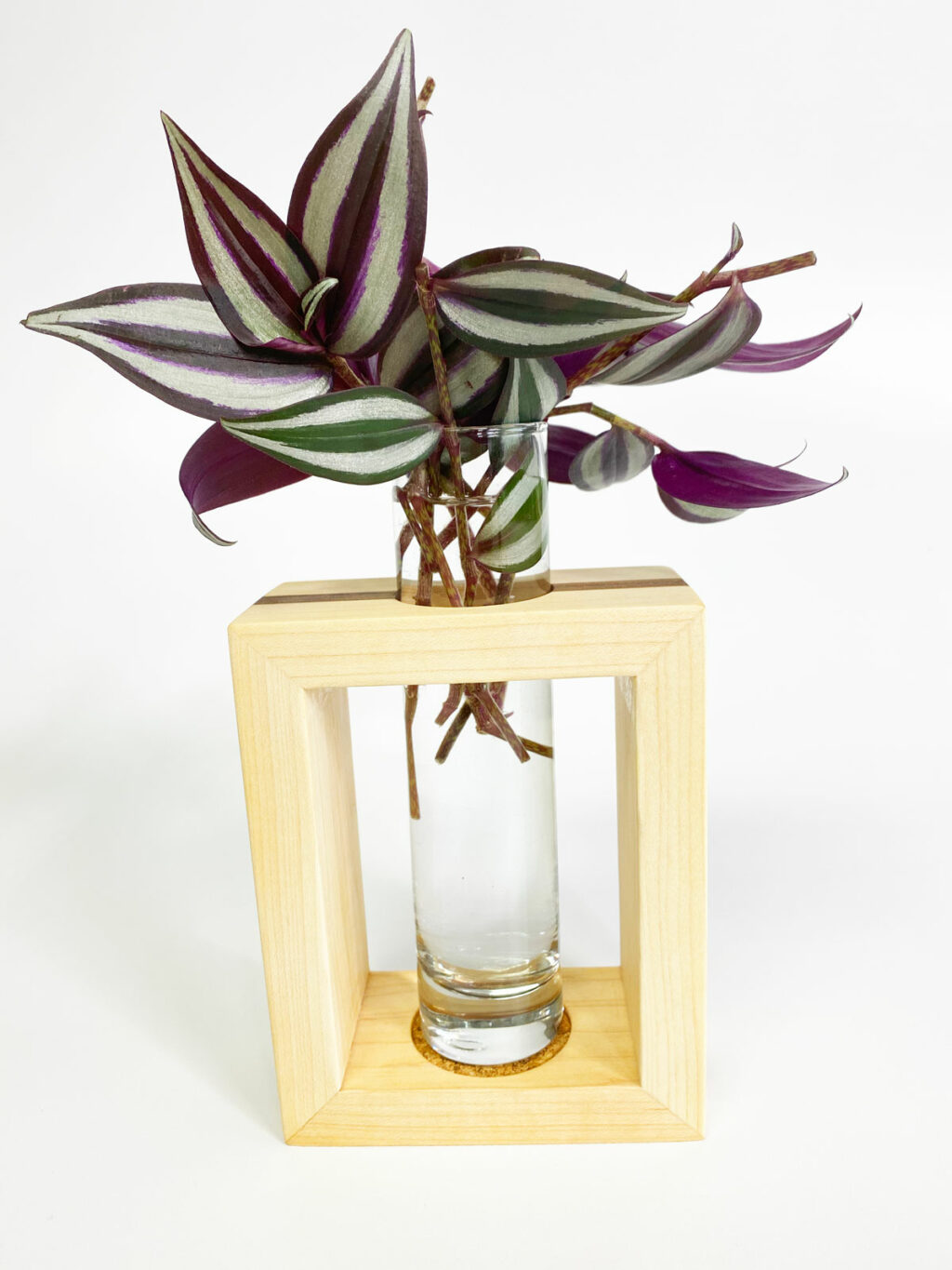 Tradescantia Zebrina Care 7 Tips for a Thriving Inch Plant