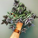 Tradescantia Zebrina Care: 7 Tips for a Thriving Inch Plant tradescantia-zebrina-care