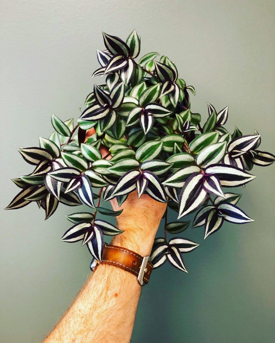 Tradescantia Zebrina Care 7 Tips for a Thriving Inch Plant