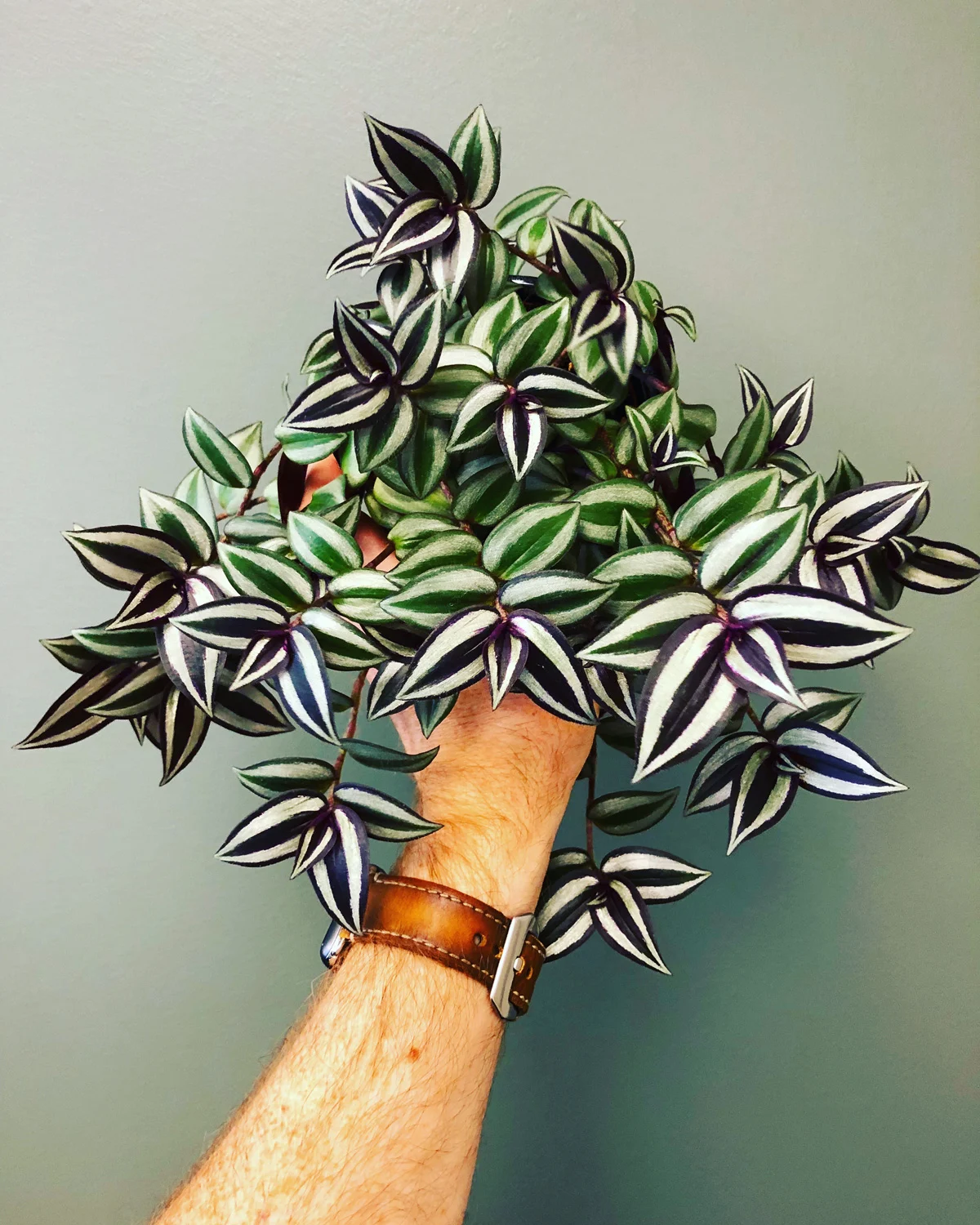 tradescantia-zebrina-care