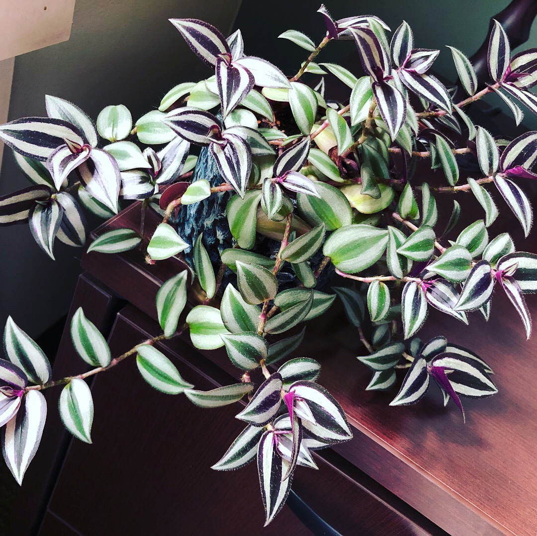 Tradescantia Zebrina Care 7 Tips for a Thriving Inch Plant
