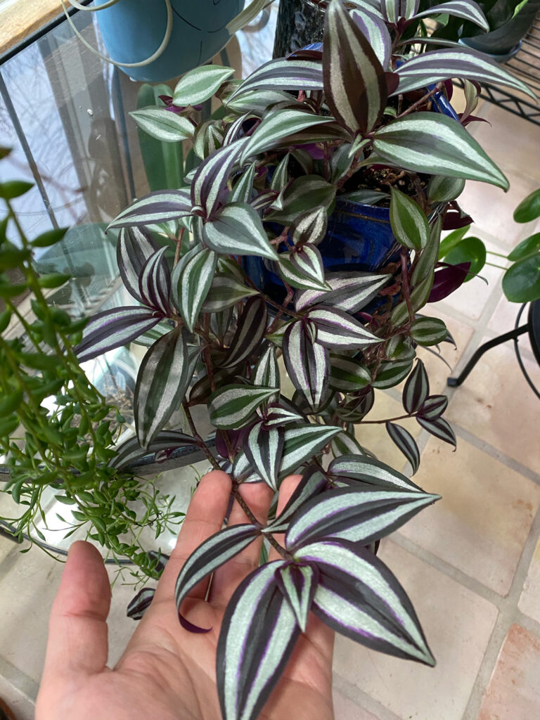 tradescantia-zebrina-care