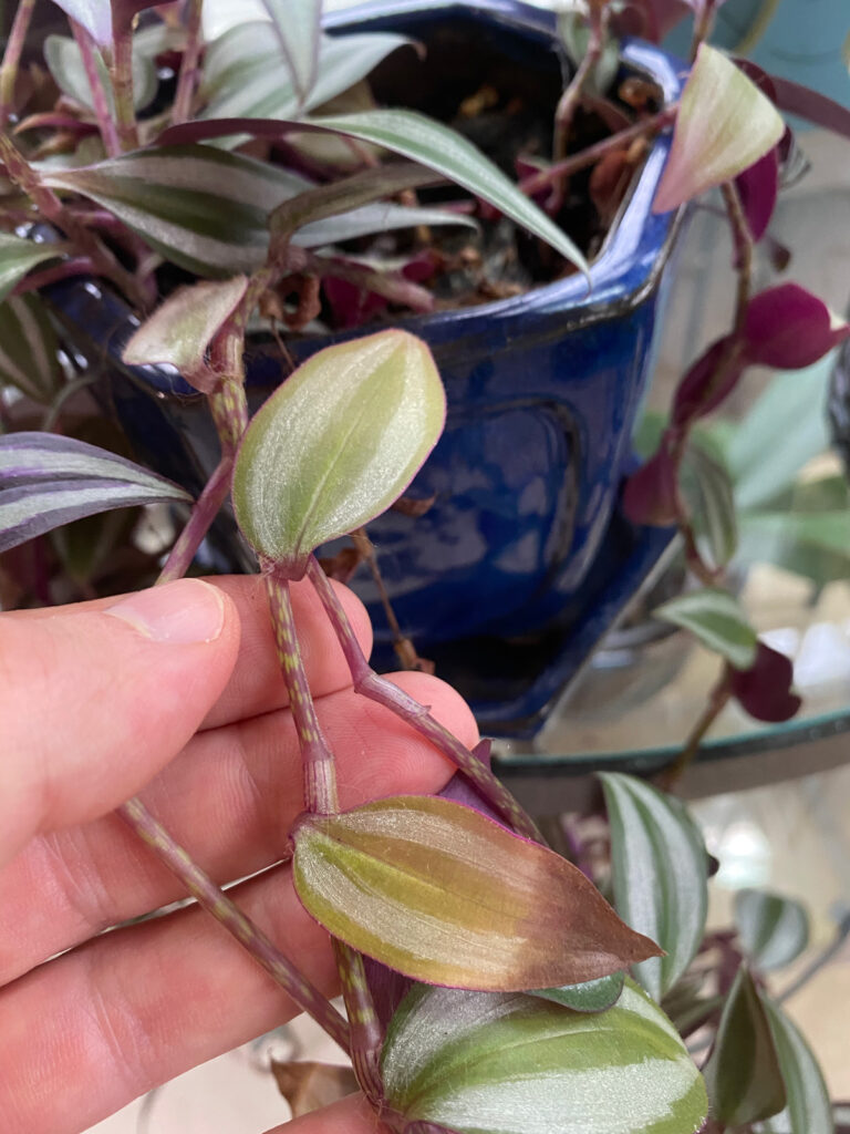 tradescantia-zebrina-yellow-leaves