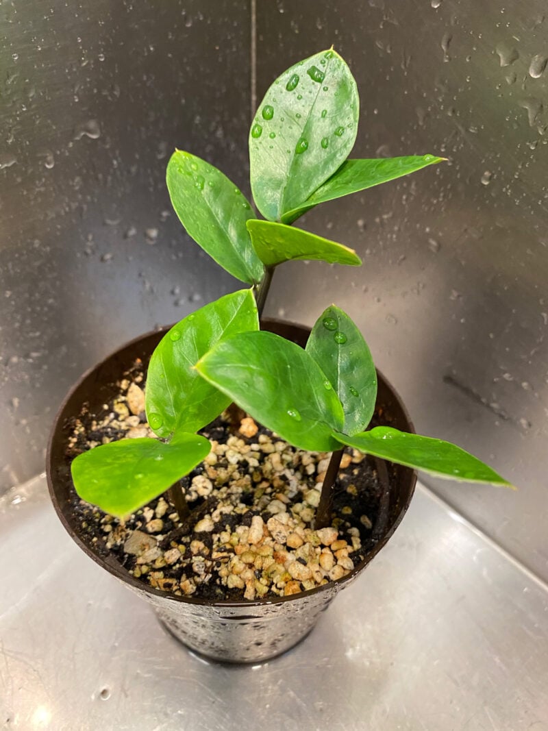 ZZ Plant Care Growing and Propagation Tips