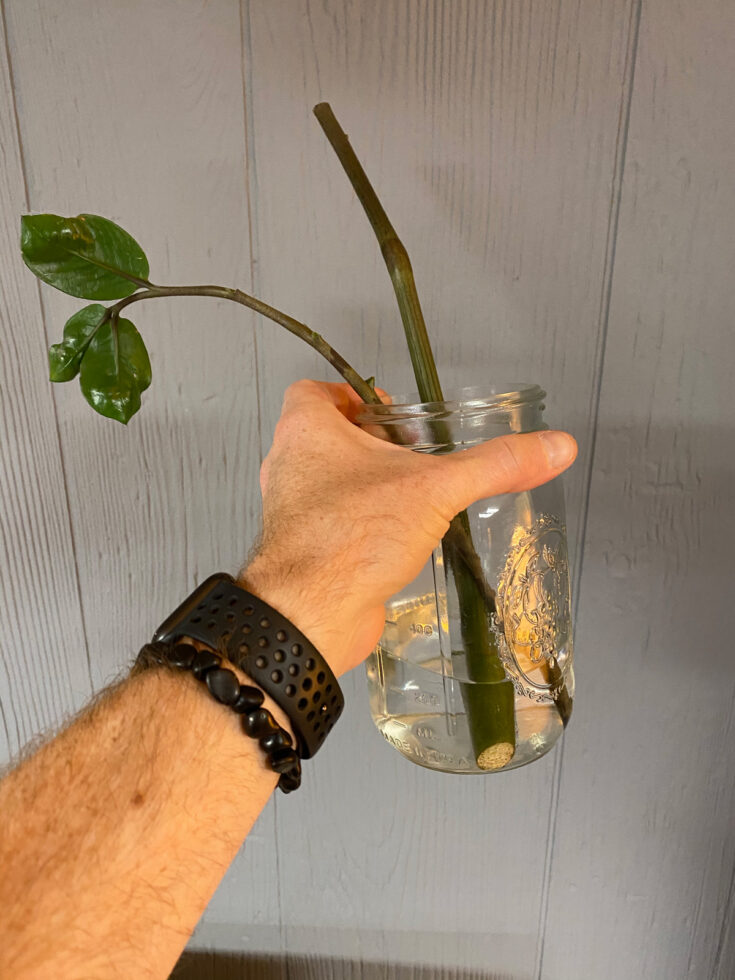 ZZ Plant Care Growing and Propagation Tips