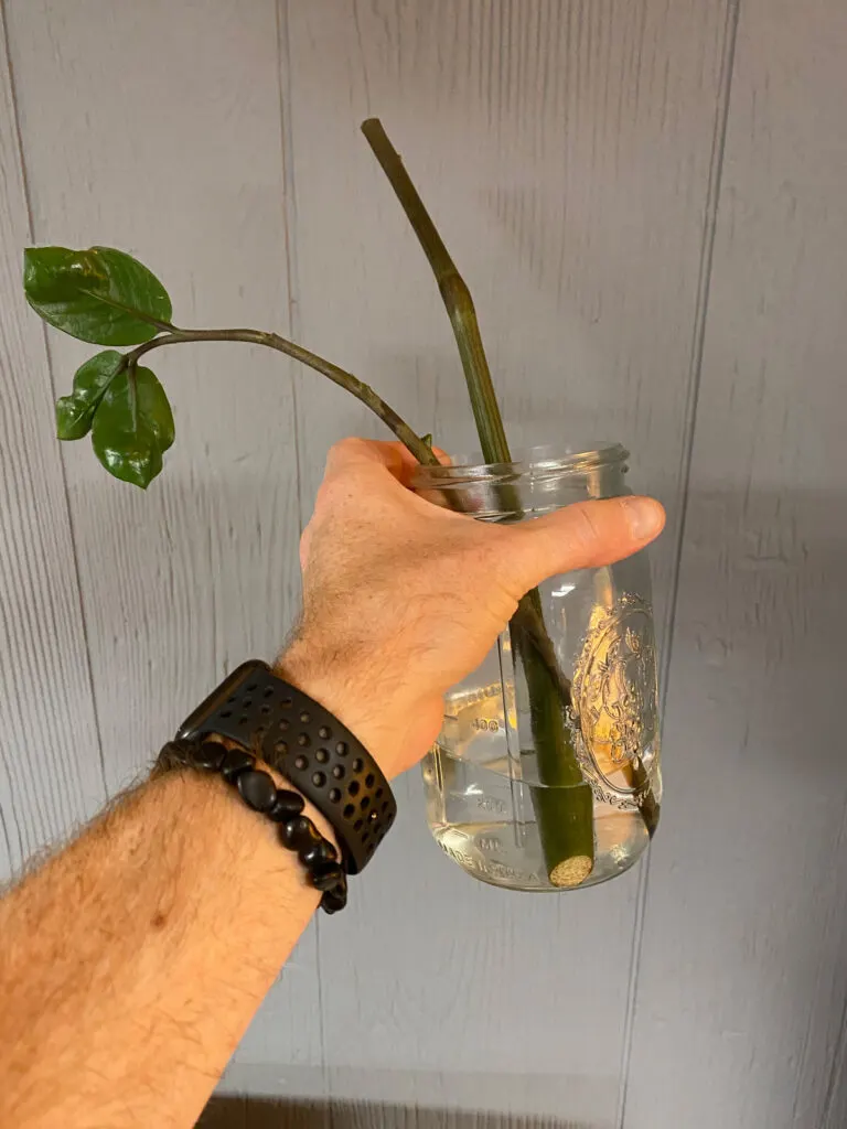 zz-plant-stem-propagation-water