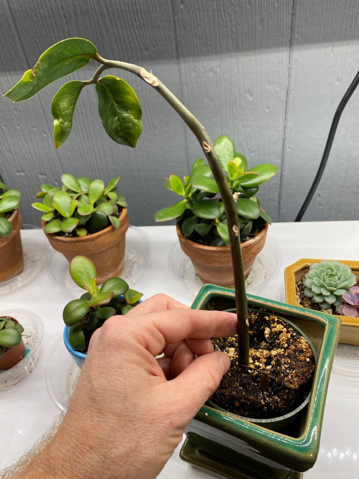ZZ Plant Care Growing and Propagation Tips