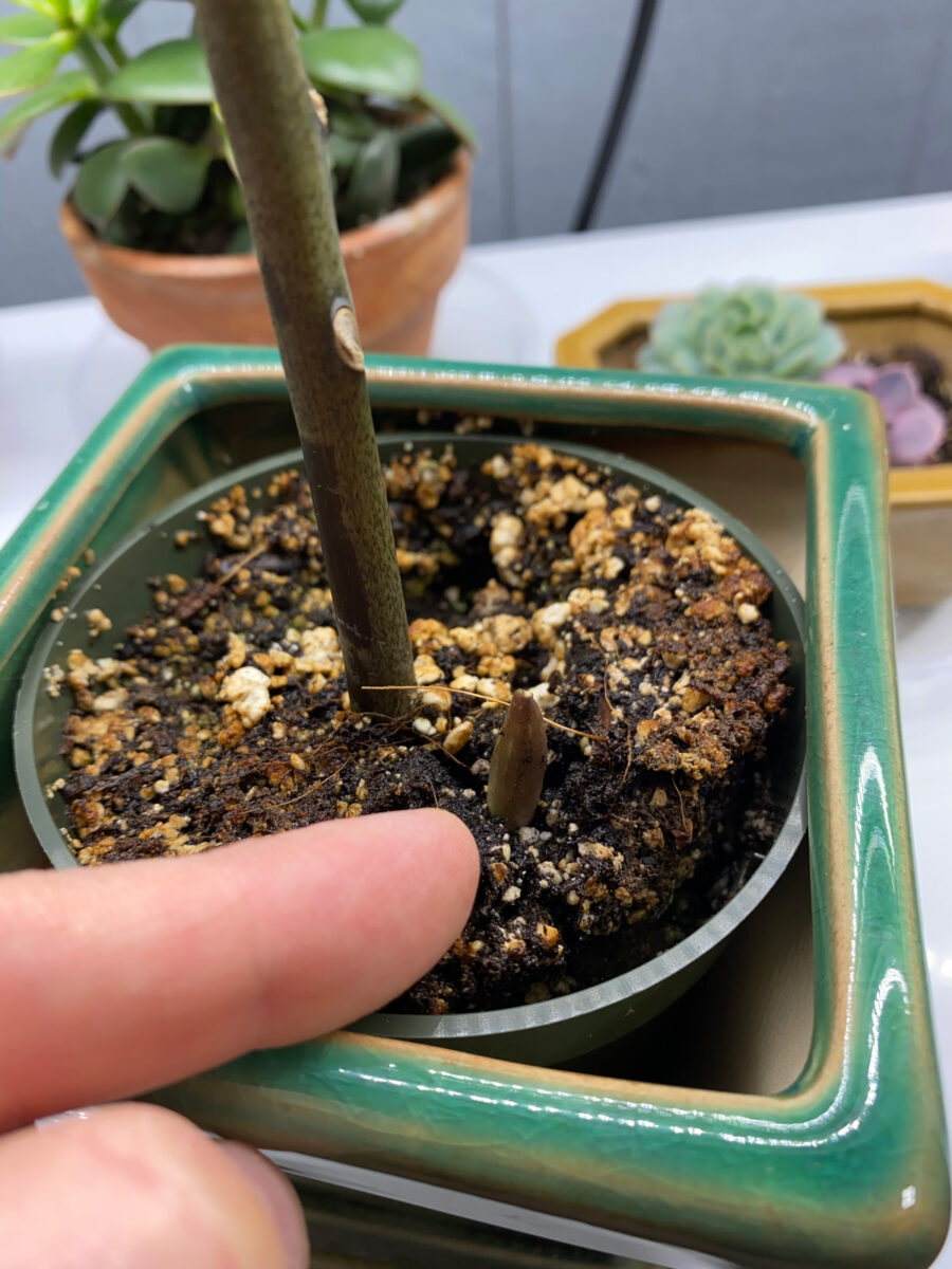 ZZ Plant Care Growing and Propagation Tips