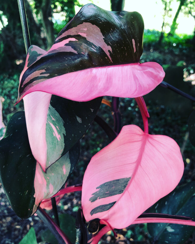 Pink Princess Philodendron Philodendron Pink Princess 5”Live Plant LARGE Pink Princess Rare Houseplant