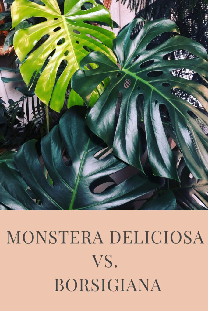 monstera-deliciosa-vs-borsigiana