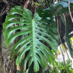 featured-do-monstera-plants-need-sunlight-5