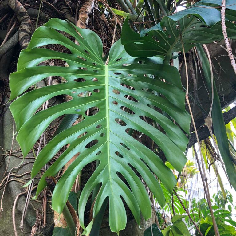 Monstera deliciosa vs. borsigiana:  Here is the Real Truth