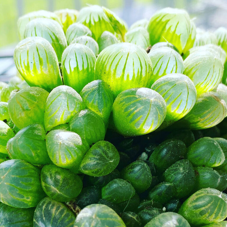 Haworthia cooperi:  7 Awesome Care & Propagation Tips