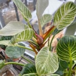 featured-philodendron-birkin-5
