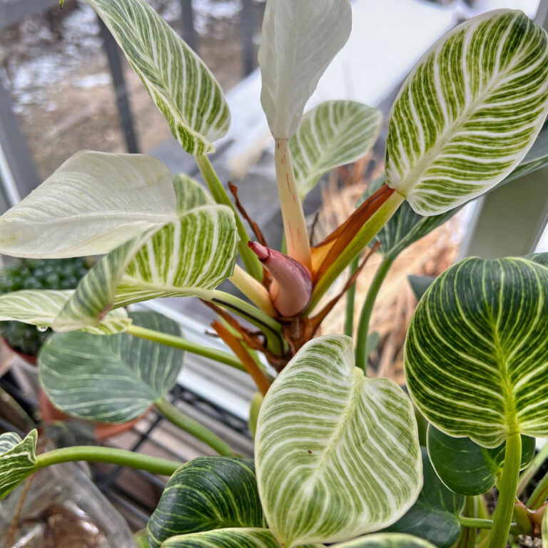 Philodendron Birkin:  7 Expert Tips For a Thriving Plant