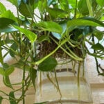 featured-pothos-in-water