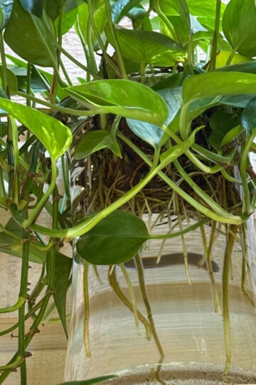 neon pothos plants Hanging Basket Pothos 'Neon Queen'