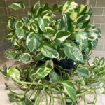 featured-pothos-njoy-5