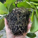 How to Repot Hoya Plants: 3 Critical Steps (With Photos!) featured-repotting-hoya-4