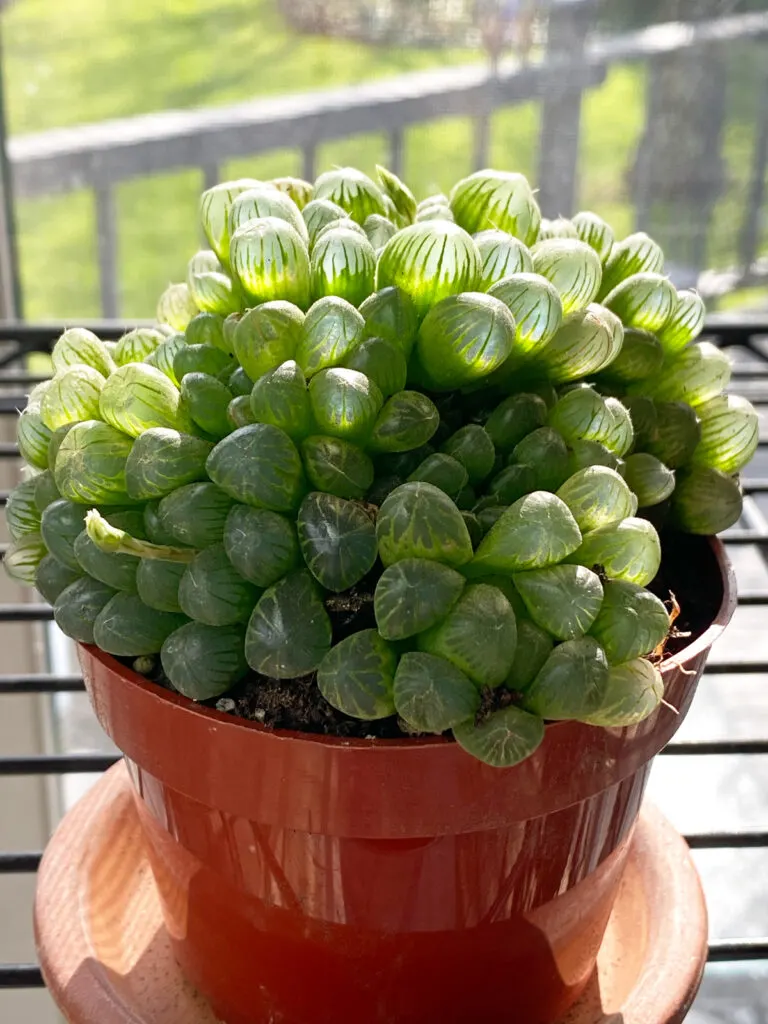 haworthia-cooperi