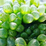 Haworthia cooperi: 7 Awesome Care & Propagation Tips haworthia-cooperi