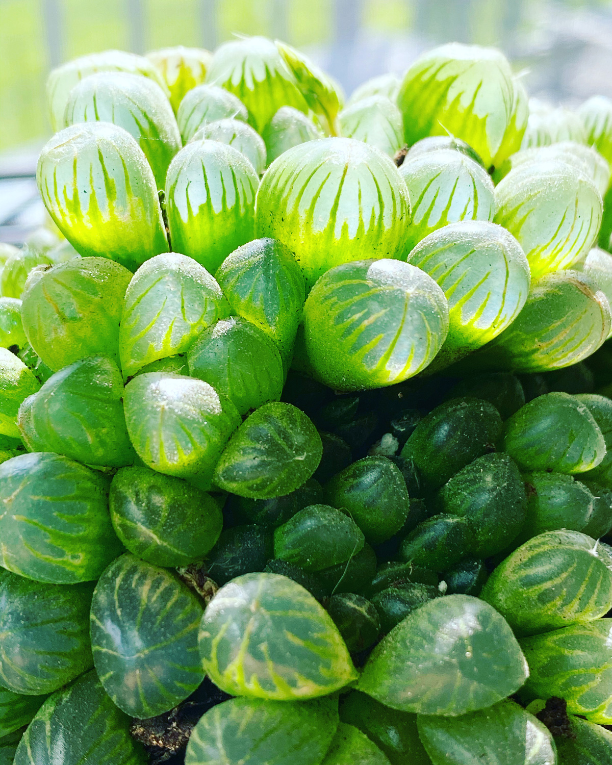 haworthia-cooperi