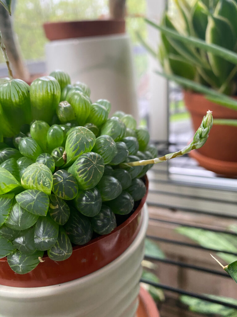 haworthia-cooperi-flowers